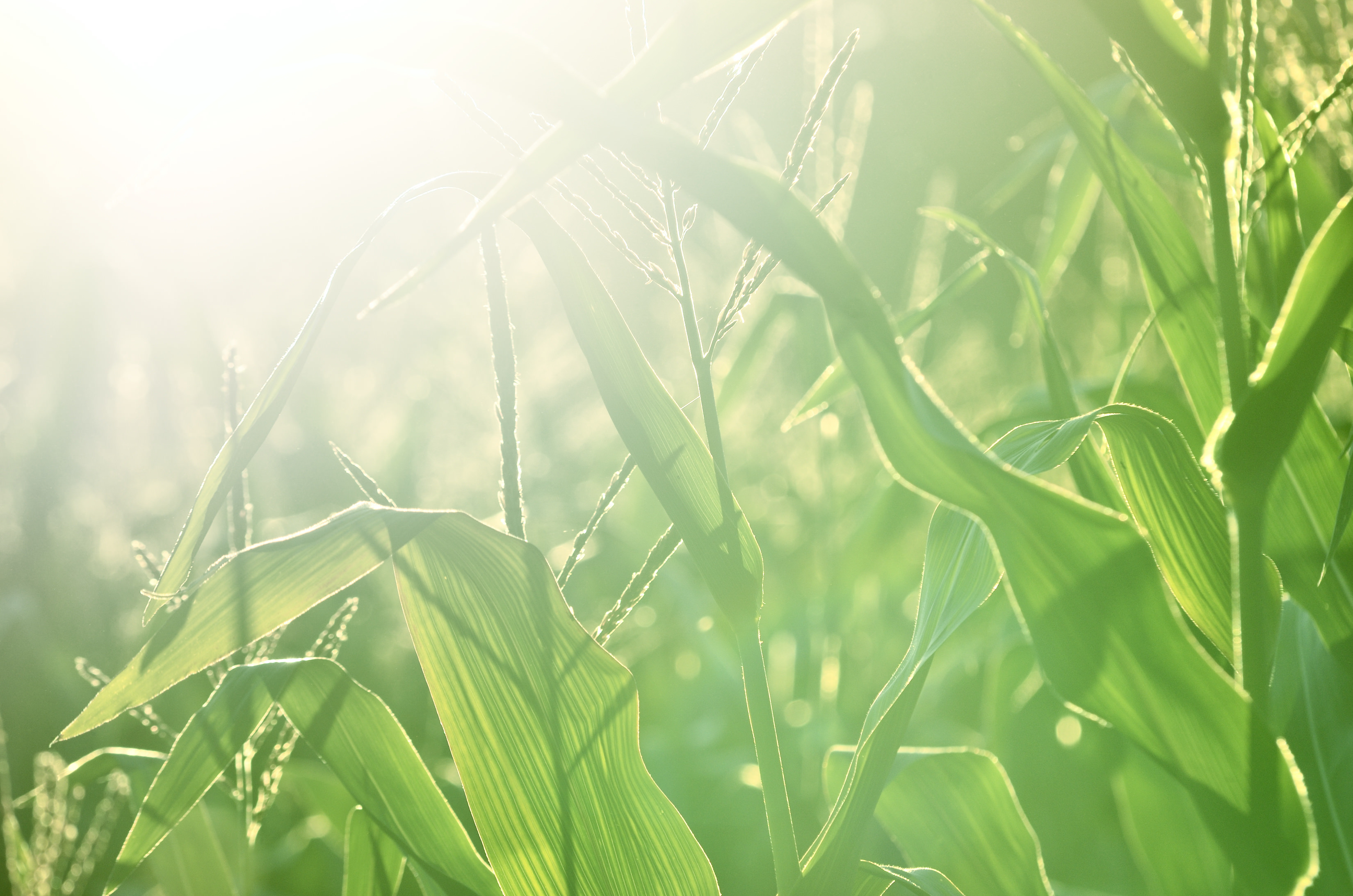 cornfield in the sunshine