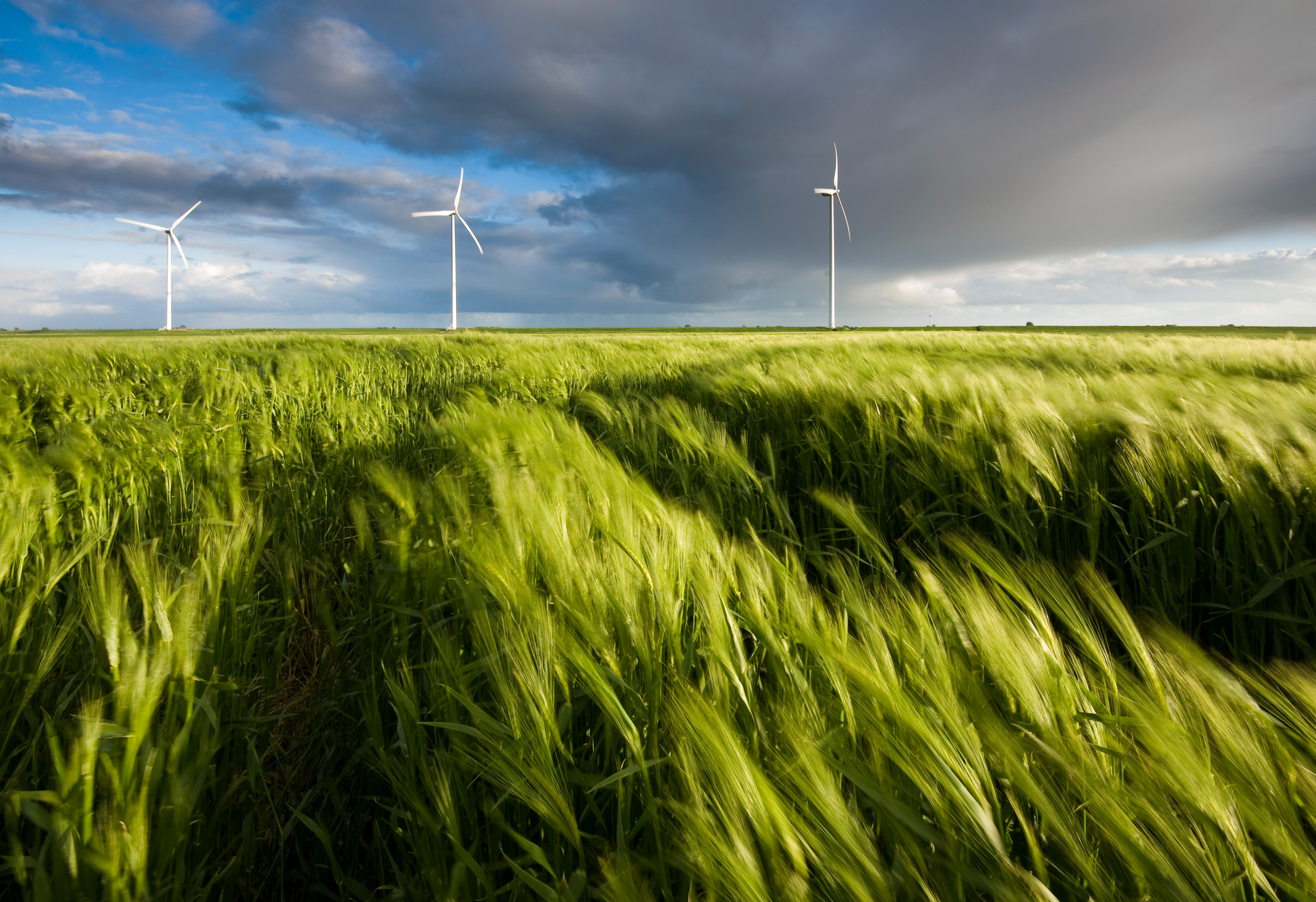 Wind turbines capture wind energy in grassy field