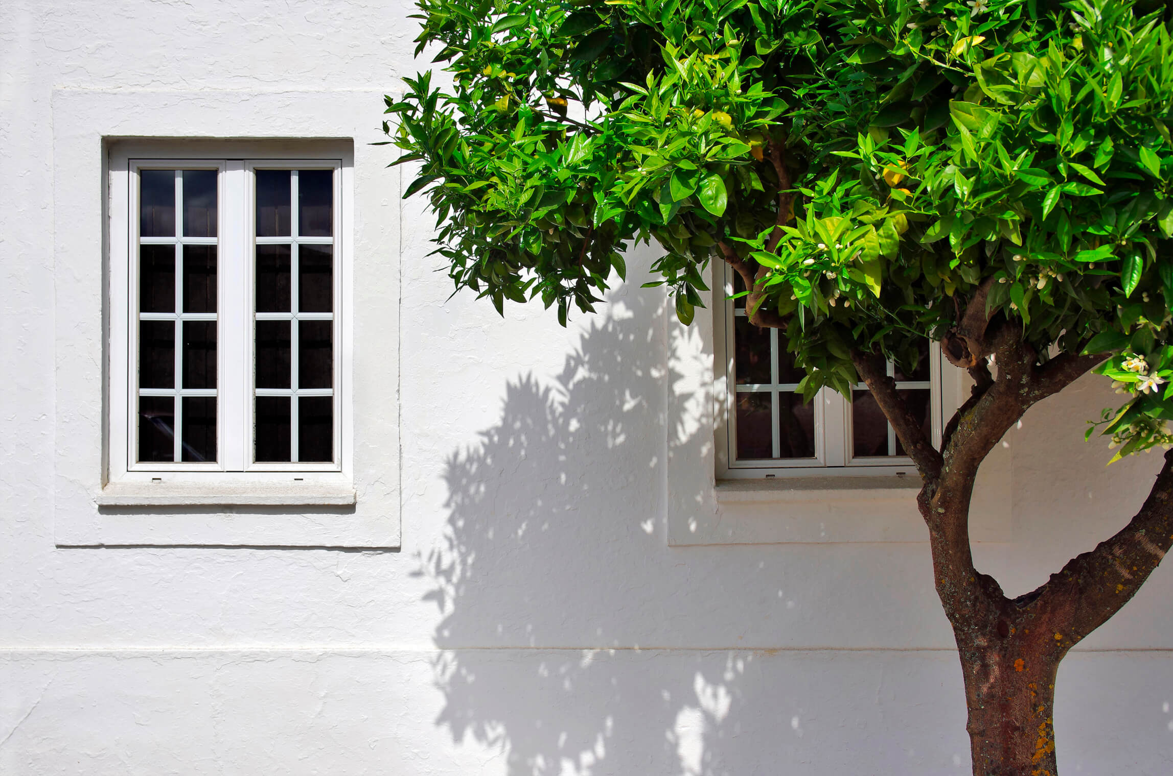 tree partially shading home