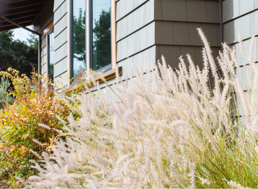 Drought Tolerant Landscaping