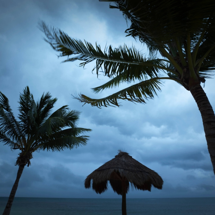 palm trees and a stormy sky